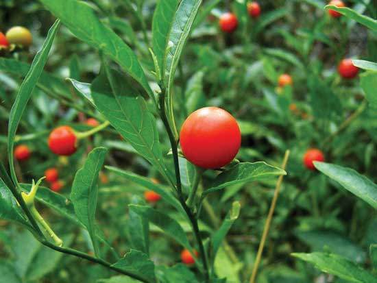Beyond admiring ashwagandha for its bright red berries, you can harvest its seeds after they ripen to start more plants.
